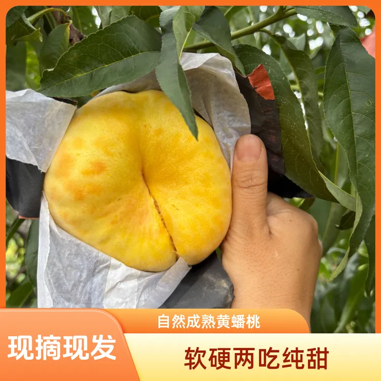 山东黄金毛蟠桃现摘现发软硬两吃毛蟠11纯甜黄毛蟠桃