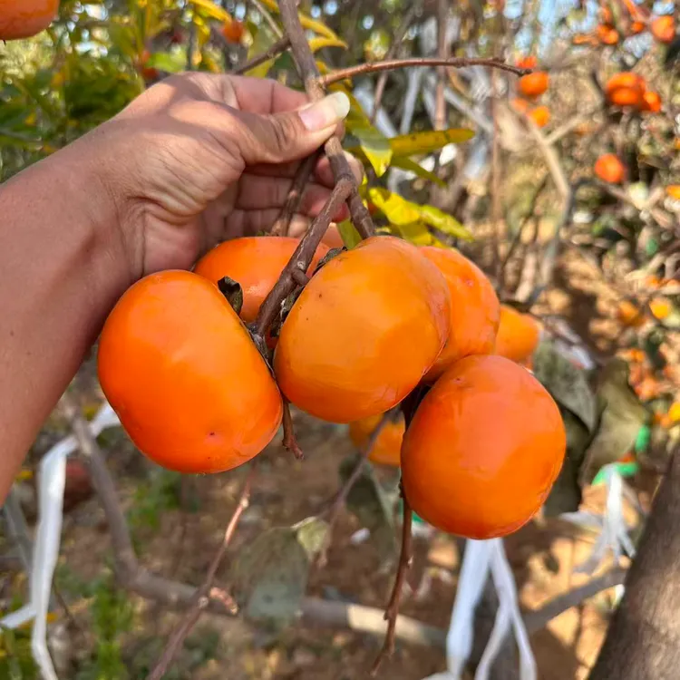 赣馨园南北方可种植的脆甜柿子庭院果树果苗