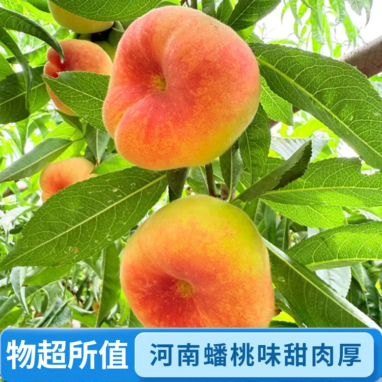 2025年河南奶油蟠桃现摘现发果肉厚实爆汁香甜桃汁浓郁应季水蜜桃