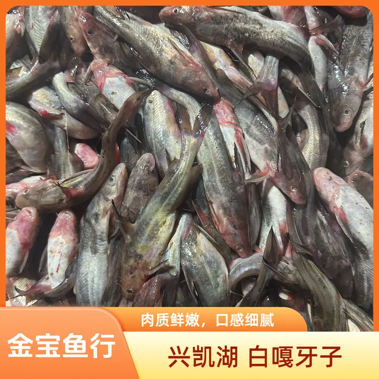 兴凯湖 白嘎牙子