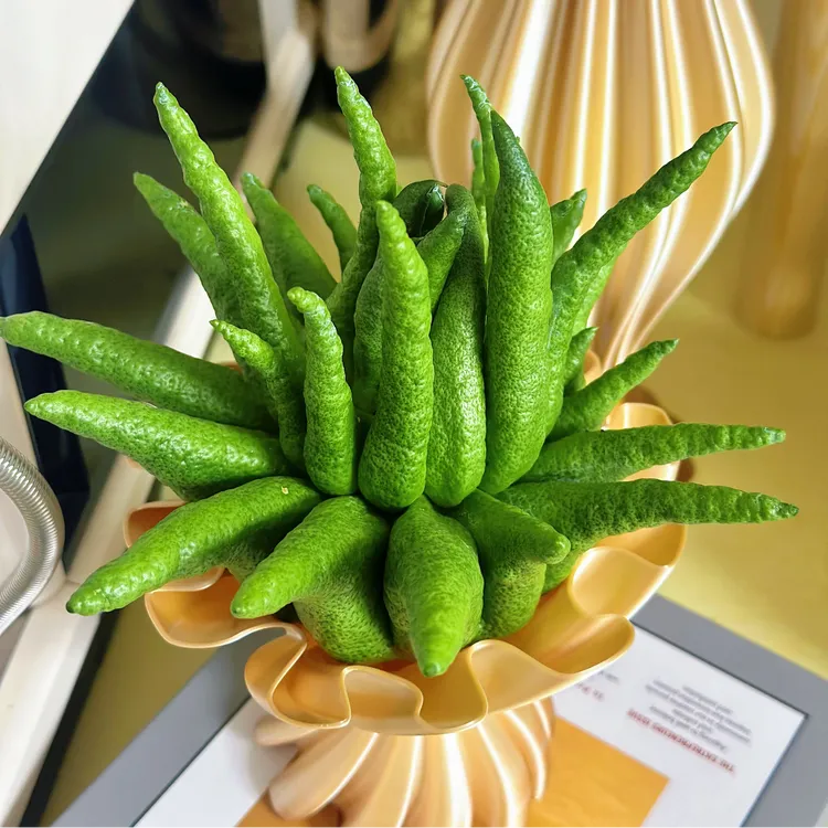 新鲜佛手柑现剪天然香薰家用鲜花云南省基地鲜切