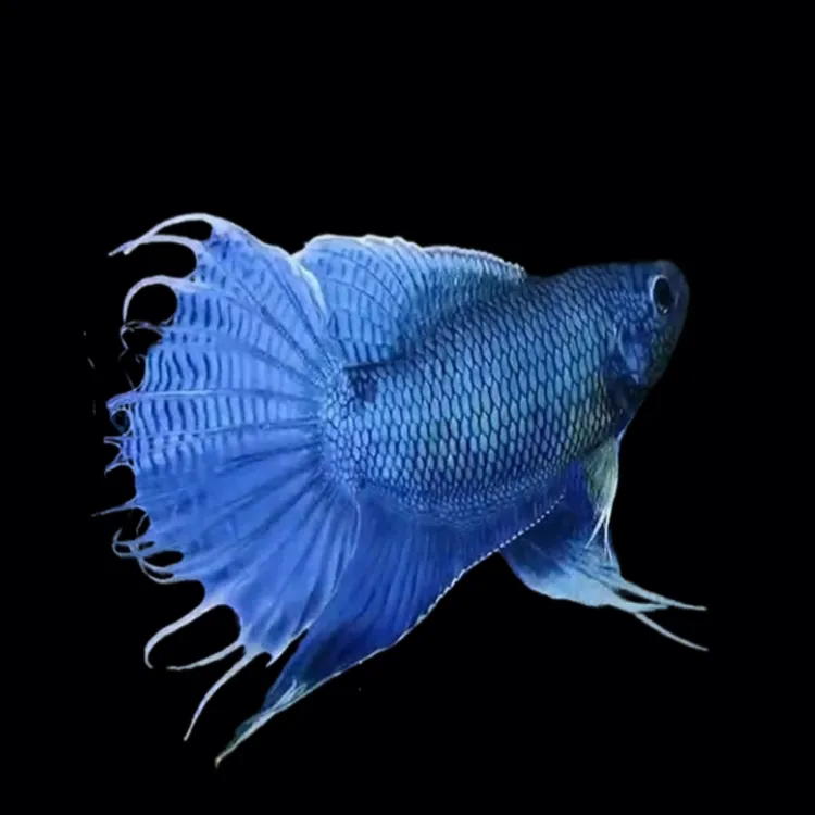 中国活体活鱼冷水淡水观赏鱼好养耐活金鱼小型鱼改良鱼观赏鱼