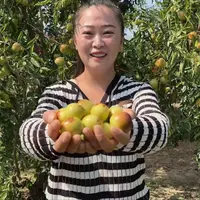 【三姐专属】山东冬枣脆甜多汁新鲜当季水果（中果）