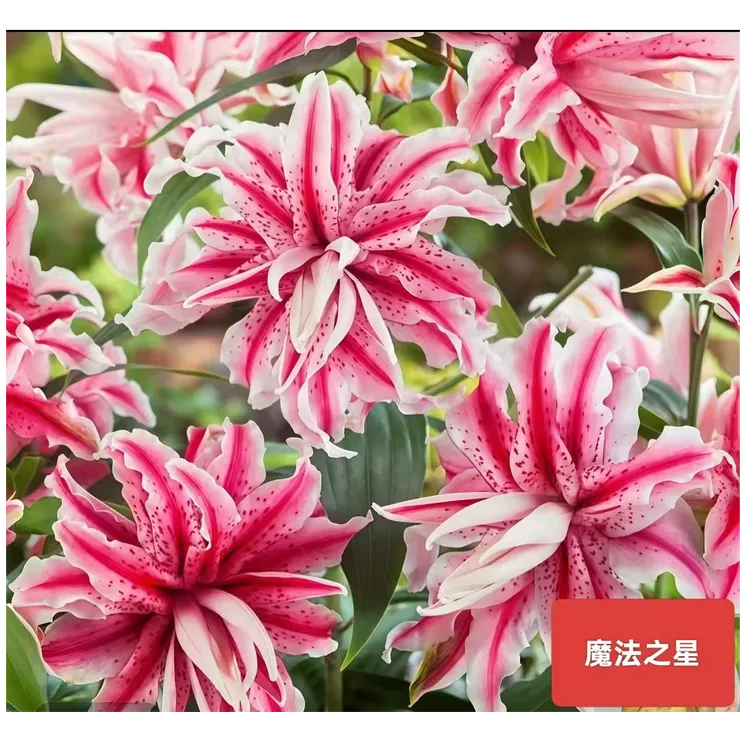 【魔法之星周长14/16】进口重瓣香水百合种球1颗【带浓香味】大花型