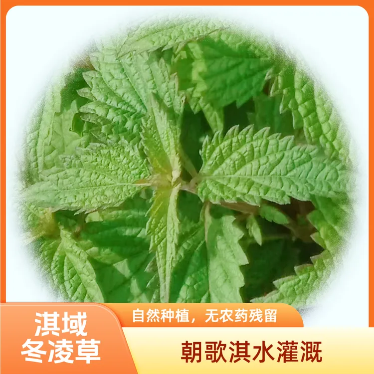 淇域冬凌草，太行土培淇水滋养