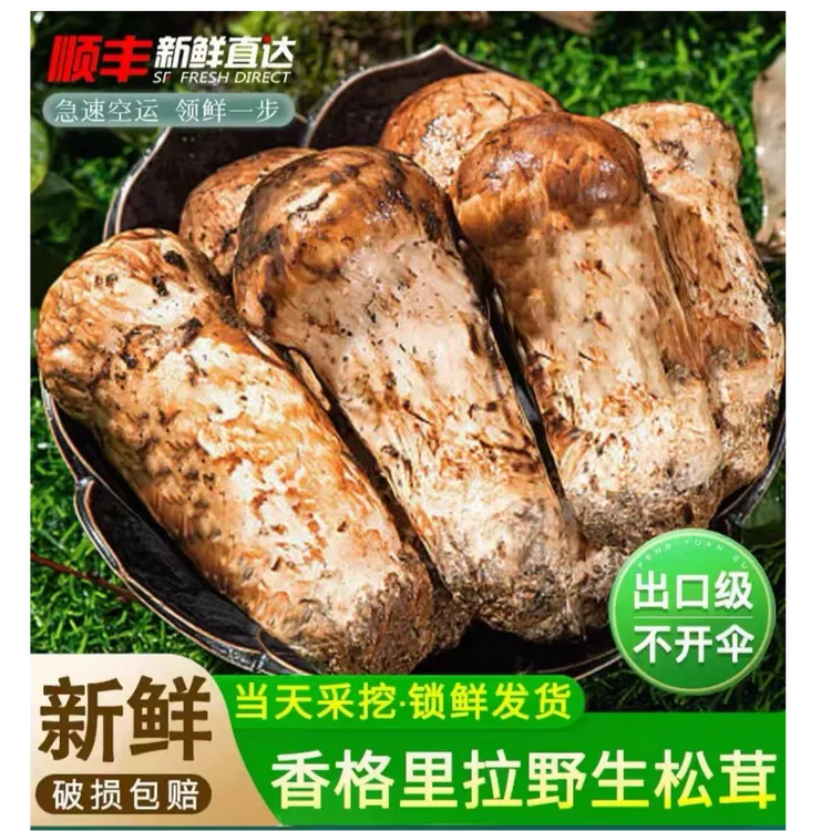 【香格里拉新鲜松茸】不开伞正宗新鲜采摘松茸刺身煲汤素炒送人送礼