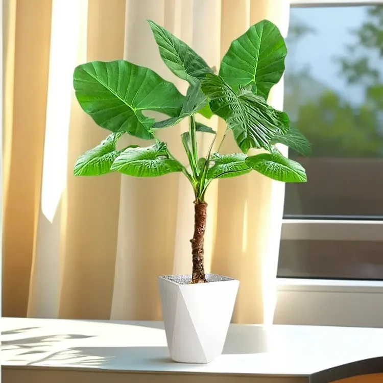 室内吸甲醛大型绿植霸王芋水培绿植滴水观音花卉室内植物盆栽