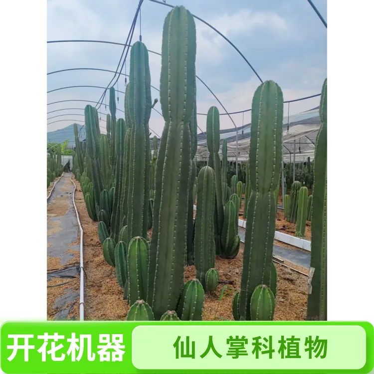 大型量天尺群生多子多福开花结果造景必备室内外老桩沙生植物绿植