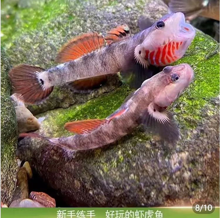 白面虾虎溪吻虾虎原生溪流观赏冷水鱼好养耐活