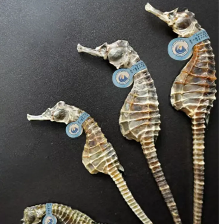 【正品】天然晒干马鱼干公母配对可用于泡酒煲汤的海鱼干