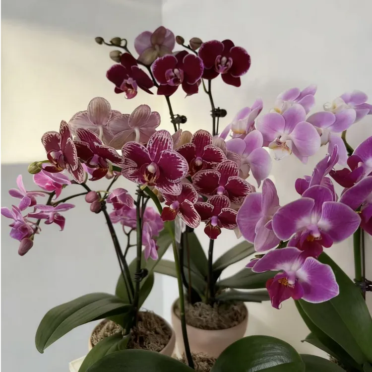 蝴蝶兰室内开花花期久花色艳丽稀有品种精品盆栽花卉