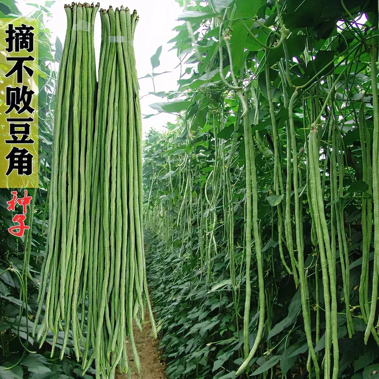 摘不败特长豆角种子春夏农家小院高产无筋豇豆种籽孑商品图