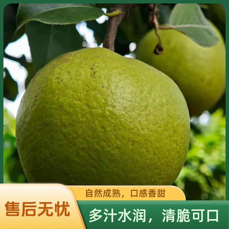 云南千年贡品“宝珠梨”，大果5斤/9斤以上