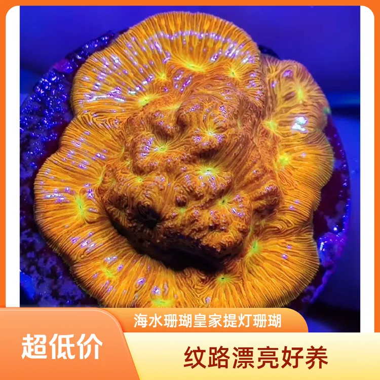 「超萌好物」海水造景珊瑚黄金提灯新手推荐好养花纹漂亮提色好