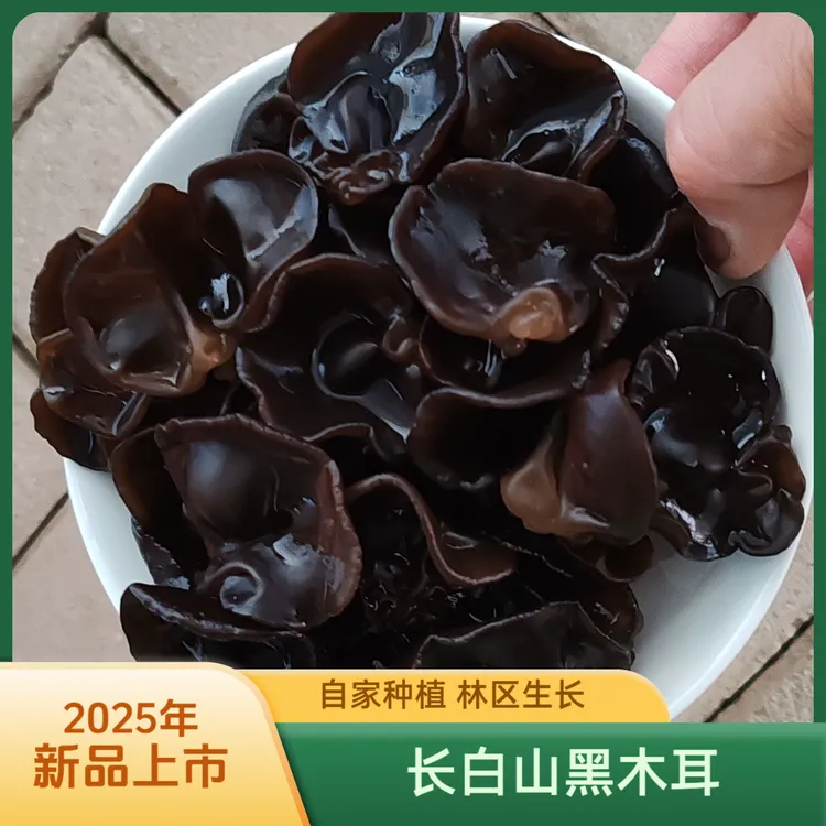 【春耳】25新品长白山东北黑木耳新货 现摘现售原生态林区生长