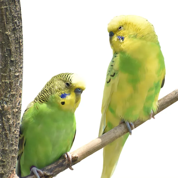 鹦鹉活鸟活物虎皮鹦鹉鸟活鸟会学技能鹦鹉繁殖宠物鸟一对成年虎皮