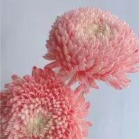 【云舍花卉】【女神】吸色牡丹菊 全场任意满两单及以上鲜花包邮