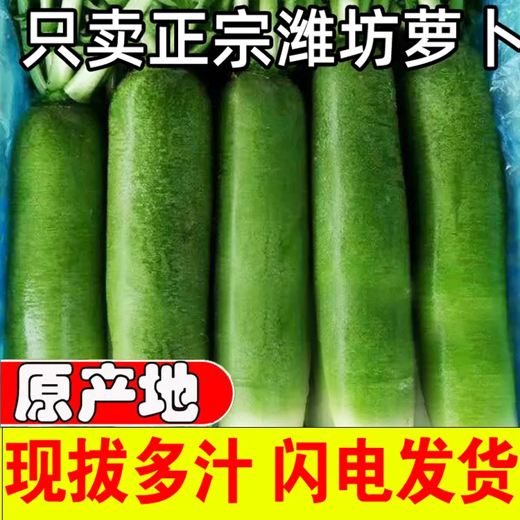 【潍坊直发】水果萝卜正宗山东潍坊脆甜多汁生吃微辣青萝卜沙窝萝卜