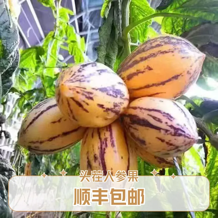 （灵泊 22 号甘露人参果，不是民勤人参）甘肃沙漠人参果，斤重 5 斤