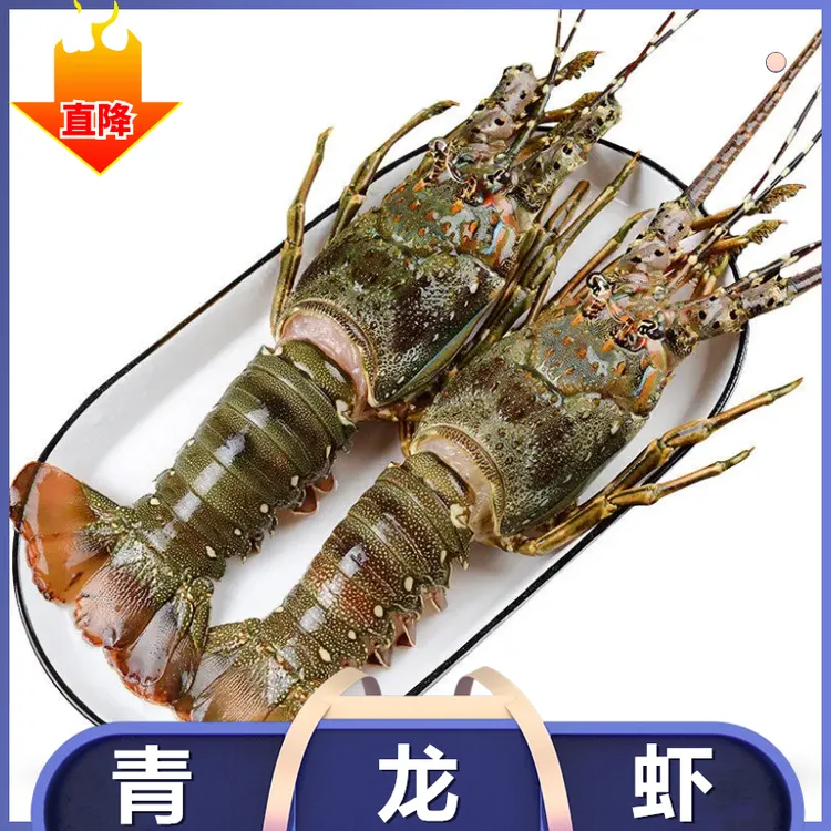 新鲜大青龙虾波龙大龙虾小青龙一箱10只澳龙500g龙虾小青龙500g