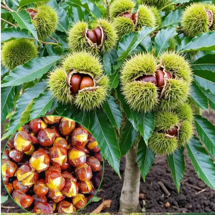 正宗嫁接大红袍板栗树苗当年结果可南方北方地栽盆栽