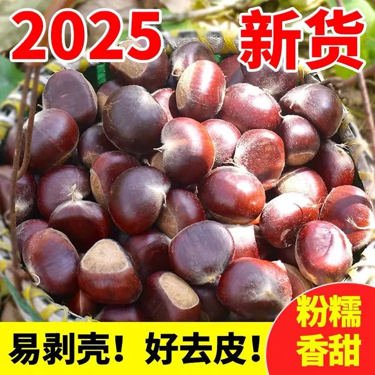 新鲜板栗去刺新鲜板栗去刺带壳2025新上市爆款嫩栗子板栗TT