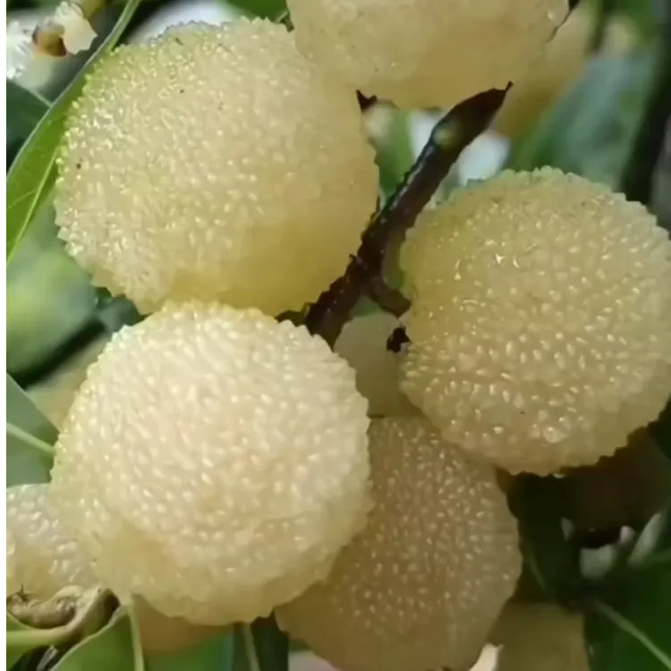 靖州杨梅白色杨梅水晶杨梅湖南省外包邮