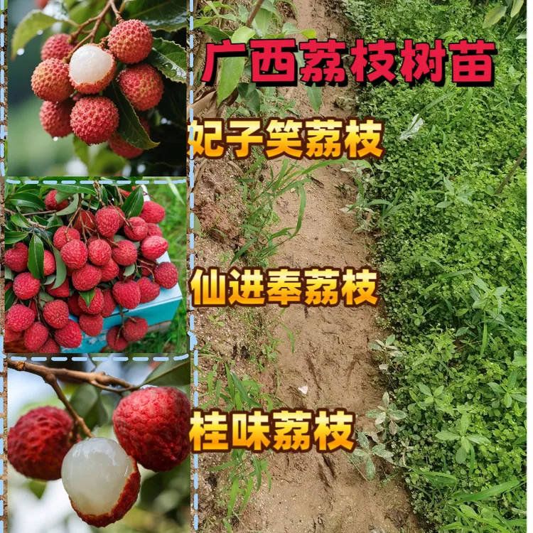 正宗仙进奉荔枝嫁接果树苗桂味荔枝树苗妃子笑荔枝苗广西基地直发