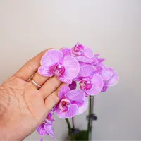 悠花里蝴蝶兰【3158星辉】全花开花珠发货