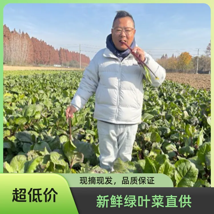 朱湖新鲜红菜苔现摘现发