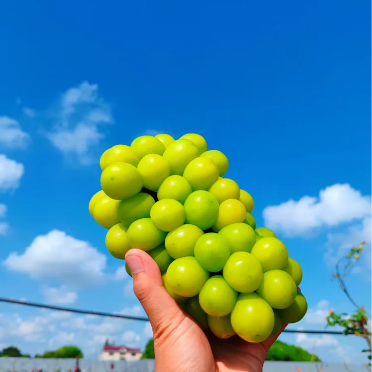 马陆香一园葡萄,阳光玫瑰5净果,江浙沪皖顺丰包邮