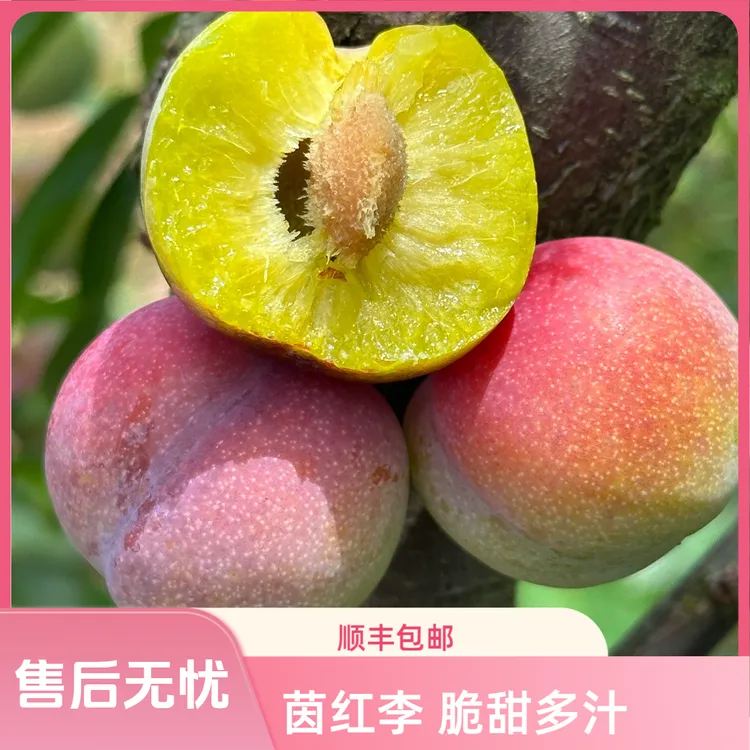 四川正宗脱骨李半边红茵红李新鲜现摘脆甜多汁应季水果