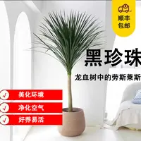 1.1-1.2米黑珍珠龙血树室内盆栽四季常青基地直发原土原盆