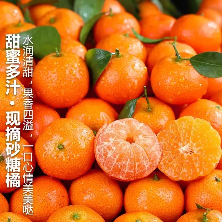 现摘四川砂糖橘金秋沙糖桔橘新鲜黄金蜜橘孕妇水果现摘橙子非广西
