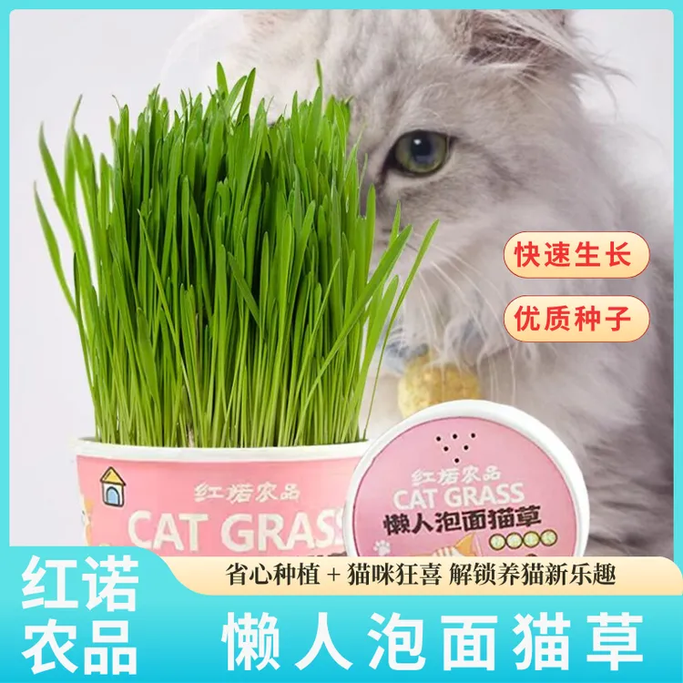 懒人泡面猫草创新滤水设计猫咪排毛去毛球神器天然种植营养猫零食