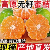 青皮无籽蜜桔新鲜应季水果酸甜多汁适合酸甜