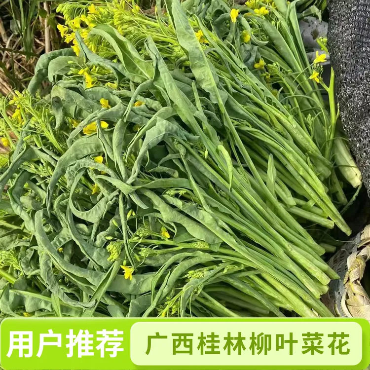 广西桂林农家自种新鲜柳叶菜心菜苔当季特色蔬菜