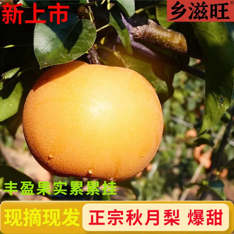 正宗山东秋月梨脆甜秋月梨冰糖梨新鲜酥梨当季梨子薄皮多汁金秋梨