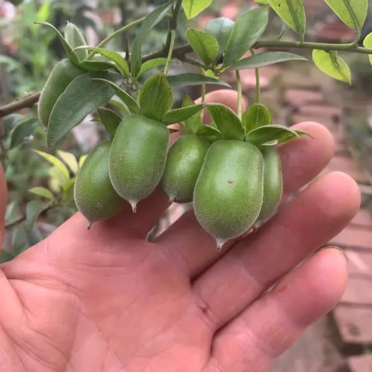 金弹子盆景下山老桩 观果植物