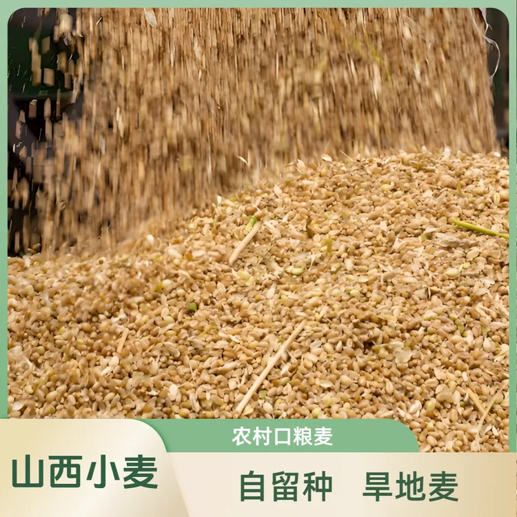 山西临汾农户自家小麦旱地冬小麦2025年6月夏收麦子5斤9斤装