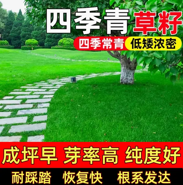草坪草籽四季常青护坡狗牙根马尼拉矮生地毯草皮籽绿化黑麦草种子