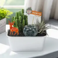 【沙漠便当】DIY手工仙人球植物绿植耐旱