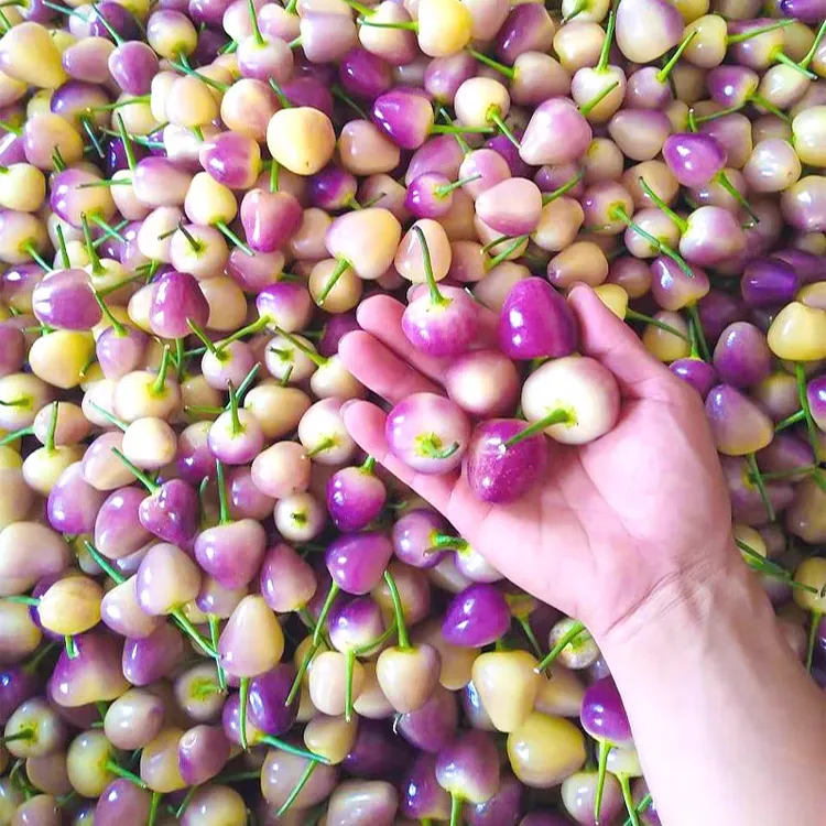 云南特产七彩辣椒新鲜五色椒现摘小辣椒灯笼椒广西泡椒香辣脆爽