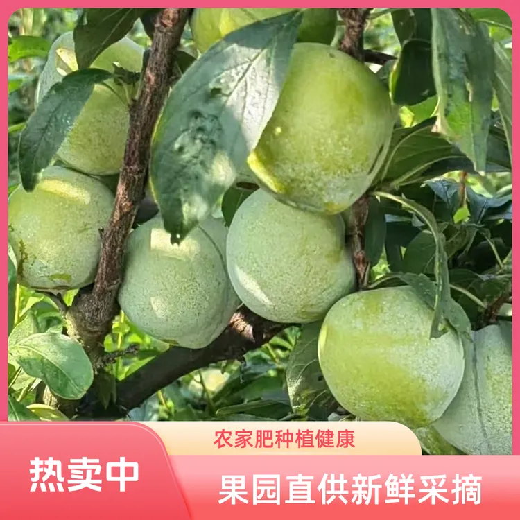 湖南永州奈李精品奈李果园直发现摘现发新鲜采摘脱骨空心奈李