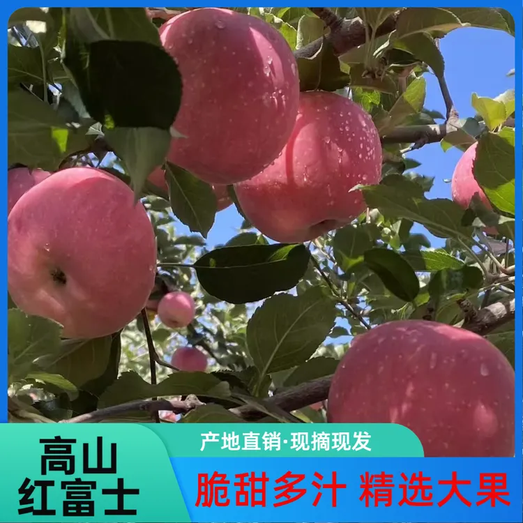 苹果水果批发整箱10斤装红富士大脆甜新鲜冰糖心产地直发当季热卖