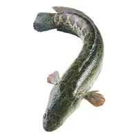 鲜活黑鱼/乌鱼 1条（750-850g）