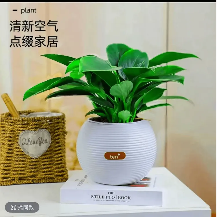【吸甲醛绿植】金钻绿公主盆栽室内外客厅办公室桌面净化空气防辐射