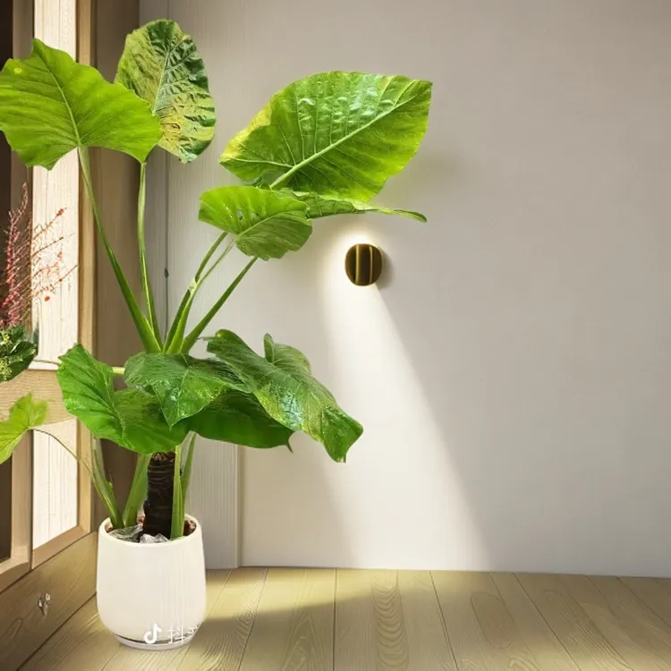 室内绿植老桩客厅懒人滴水观音盆栽好养活水土培懒人绿植招财