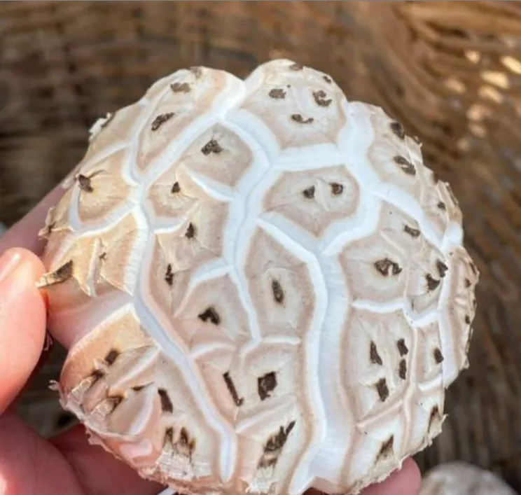 随州新货花菇干货肉厚蘑菇农家菇