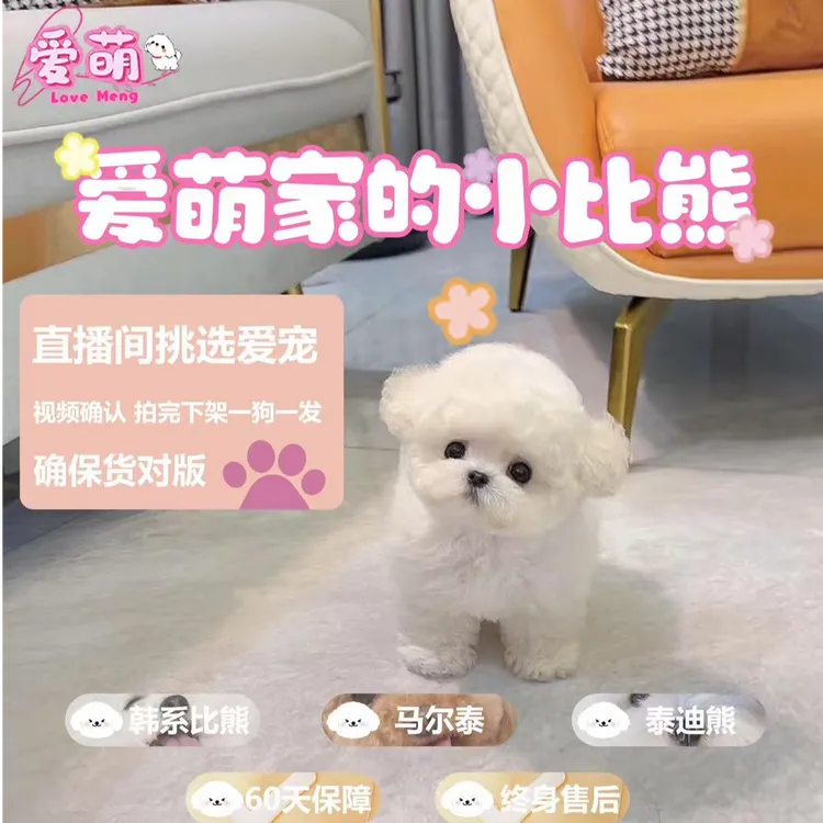 爱萌家的精品比熊宠物活体链接